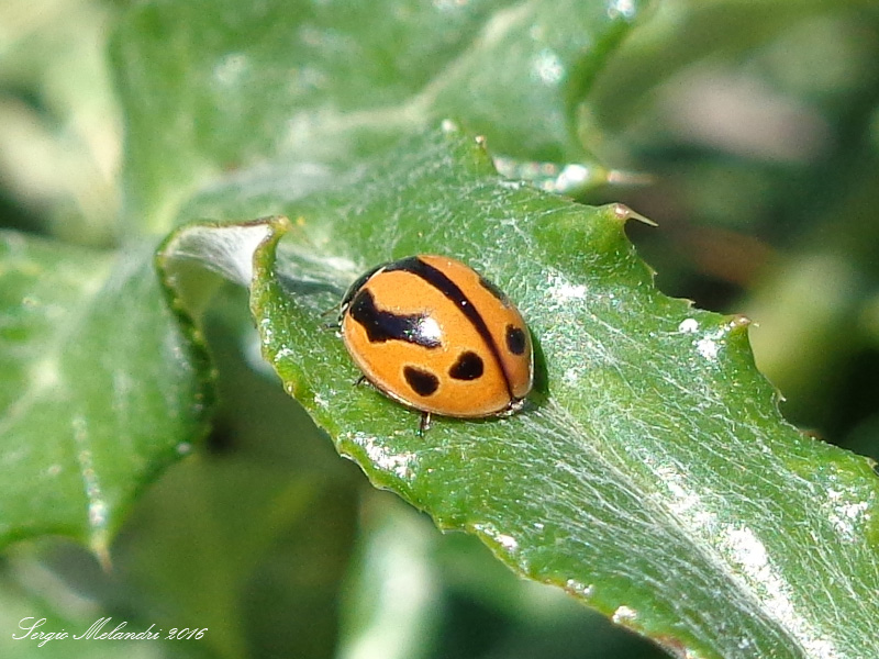 Coccinella (Spilota) miranda, is. Tenerife, Canarie